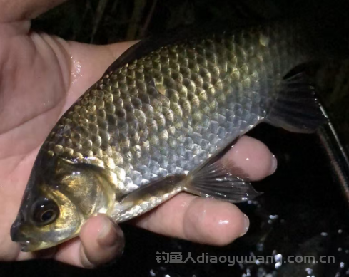 冬季野钓想钓好鱼先把这 4 件事做好，渔获一定差不了  