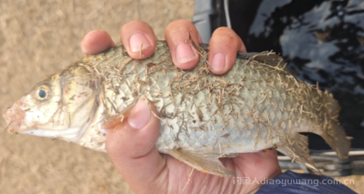 冬季钓鲫鱼线组怎么搭配？用什么饵料好？ 