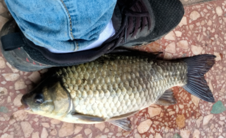 钓鱼小药添加剂在现在到底怎么用？  