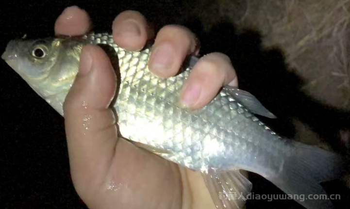 冬季野钓的3大误区，你踩中了几个？  