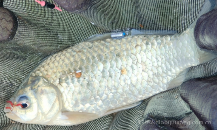 那么冬季升温天究竟该如何钓鱼呢？   