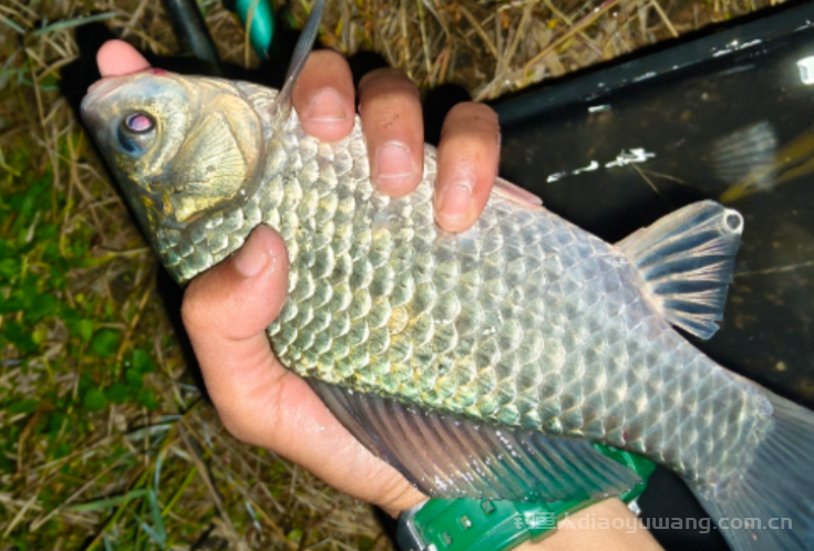 冬季钓鱼怎么找钓位？冬季钓位口诀盘点！