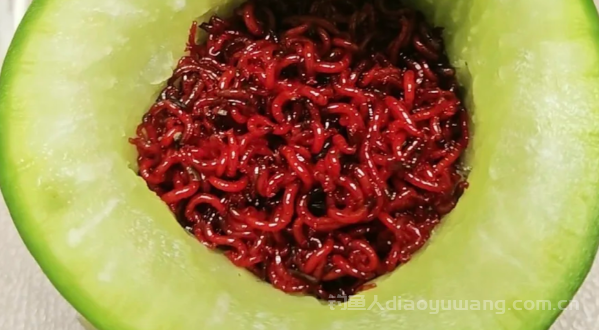 红虫蚯蚓钓鲫鱼，要根据天气和水温来选择，别搞错了    