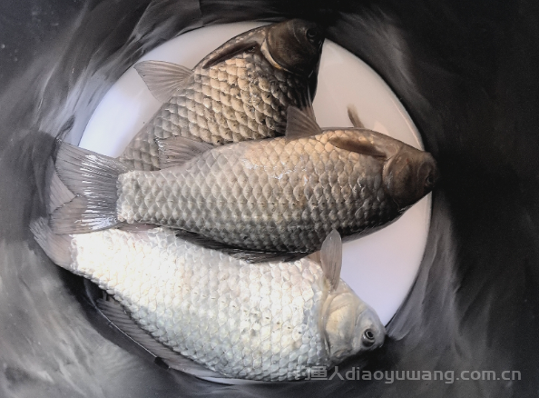 冬至后钓鱼怎么钓？ 钓鱼记住这3点干货  