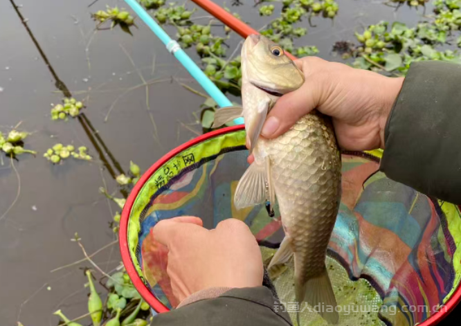 冬天野钓更重要的是节奏 