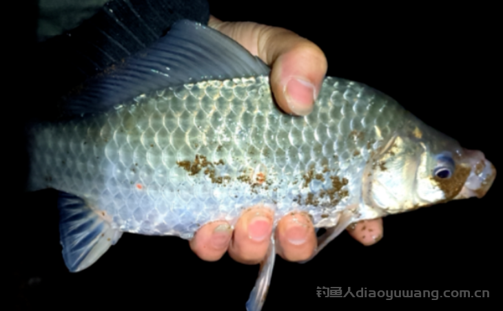 半水调漂是什么意思？调漂的原理是什么？ 