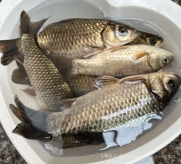 冬季打窝要记住大水面打大，小水面打小  n