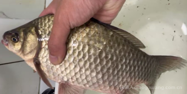 野钓怎样才能比别人钓的多？玩好野钓的三大核心要了解    n