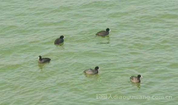 冬季野钓如何精准找到鱼窝？别想的太复杂，就这2招教你快速找到鱼窝！ n