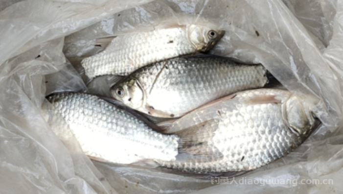 冬季野钓这3个轻微的漂相要提竿   n