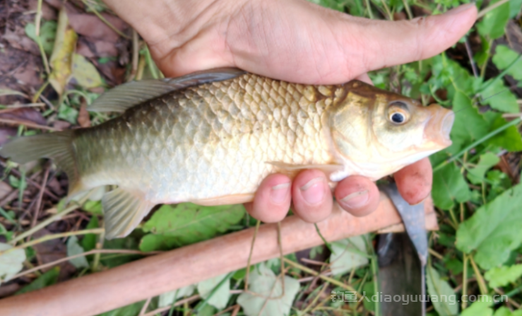 冬季钓鲫鱼必看！水深水浅抓口的区别？学会这招不存在口轻   n