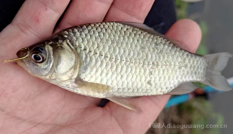 鲫鱼开口开在什么时间段？记住这个窗口期！  n