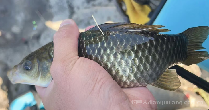 冬季野钓早口鱼到底有多狂？九成钓友懵在鼓里，老钓手早已拿捏鱼获！n