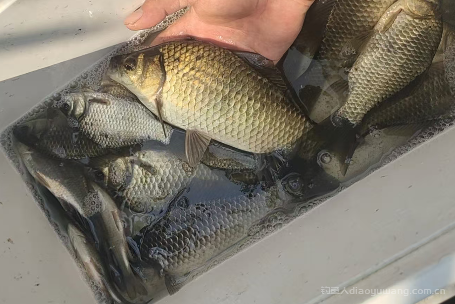 冬季想要钓好鲫鱼，那么鲫鱼的这4个特点就要了解  n