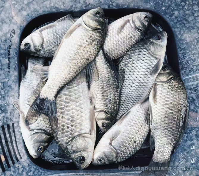 冬季如何钓好早口鱼？只用记住这两点，大板鲫鱼钓连竿  n