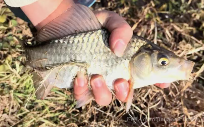 冬季野钓找鱼这个因素不能忽略，推荐3个安全的出鱼位置！   n