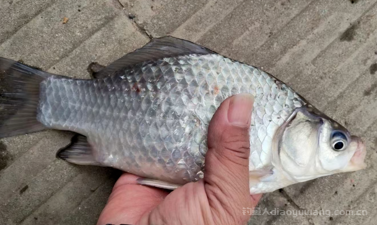 冬季用蚯蚓钓鱼的技巧有哪些？怎么选?说白了就这4点！ n