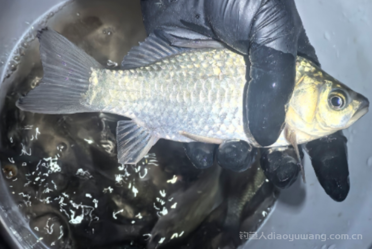 为什么别人出口很漂亮而您却是磨磨唧唧？可能是子线的原因！ n