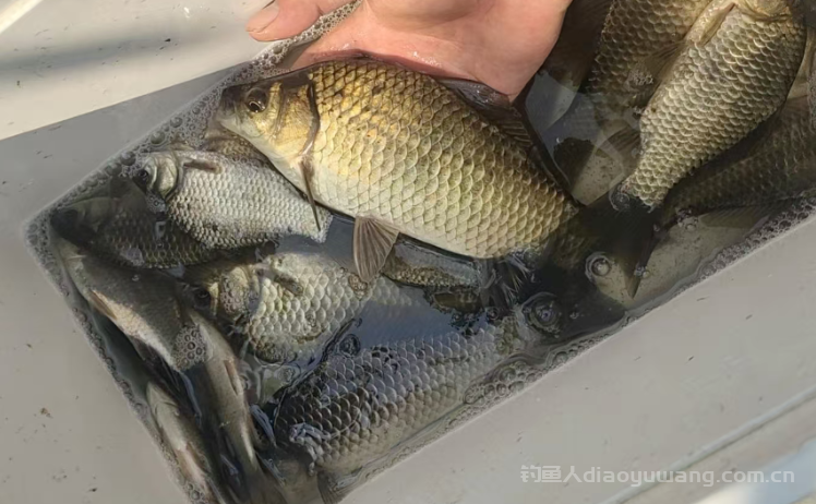 冬季台钓选什么样的钓点?钓深还是钓浅? n 冬季台钓选什么样的钓点?钓深还是钓浅? n