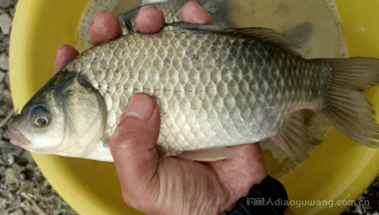 冬季大晴天为何你钓不到大板鲫?不是你不够努力而是你的方法用错了 n 冬季大晴天为何你钓不到大板鲫?不是你不够努力而是你的方法用错了 n