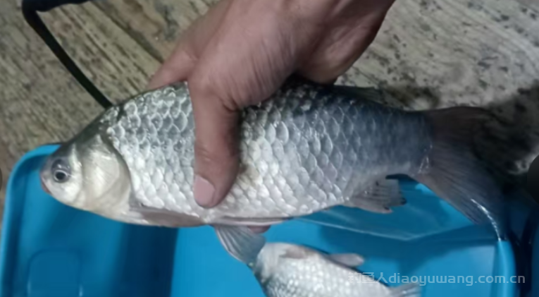 冬季夜钓钓多深?记住这2点,新手也能连杆! n 冬季夜钓钓多深?记住这2点,新手也能连杆! n