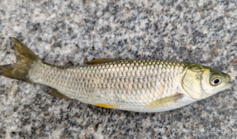 这种鱼一次产卵138万粒，为何在野外几乎绝迹 