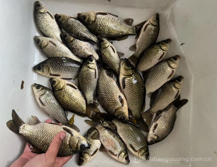 明明窝里有鱼却钓不上来。如何破解？按照这三个方法  n