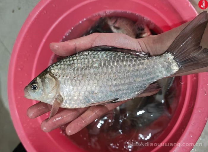 钓法有很多种，哪种钓法最牛逼？  n