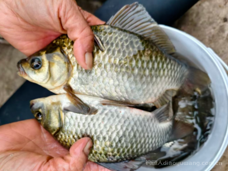 别再死守大晴天！冬钓阳的三层核心逻辑，钓懂了你也是大师！ 