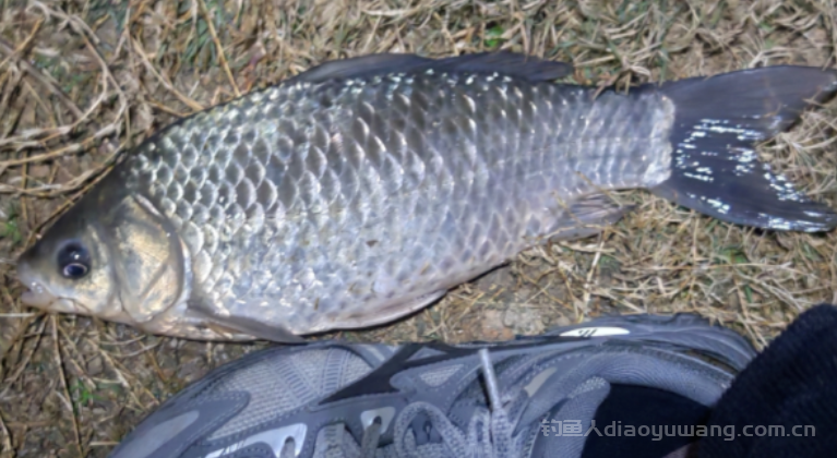 早春的阴天到底是好钓还是不好钓？ 