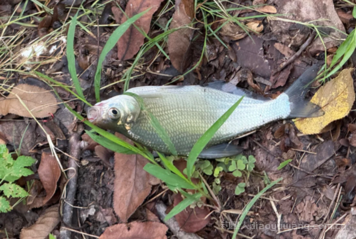 其实真正热爱钓鱼的，会觉得天越冷越好钓   n