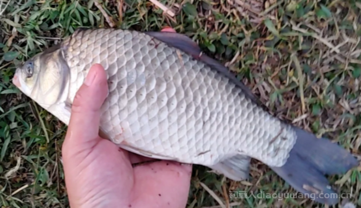 冬季钓鱼打窝有必要吗?早打好还是晚打好? n 冬季钓鱼打窝有必要吗?早打好还是晚打好? n