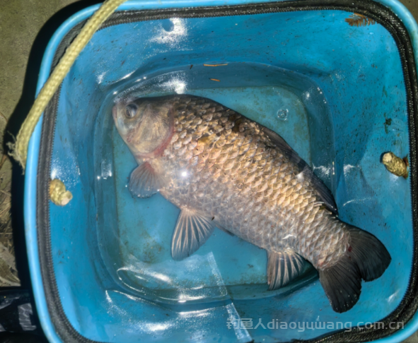 春节期间怎么钓鱼?      n