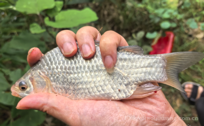 老头子的钓法，传统的八字钓法   n