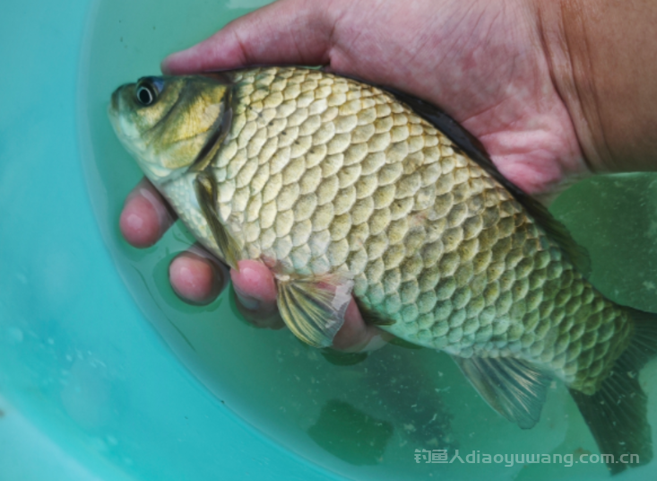 野钓只需要这简单的三个技巧就会让你上鱼快钓的多 n 野钓只需要这简单的三个技巧就会让你上鱼快钓的多 n