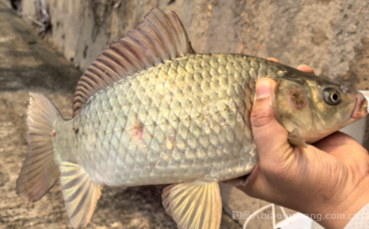 立春过后鲫鱼想要钓的好,必须要避开的3个无鱼区 n 立春过后鲫鱼想要钓的好,必须要避开的3个无鱼区 n