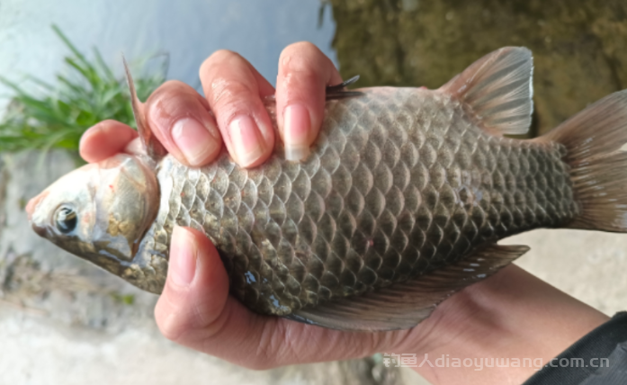 初春野钓想要有好的渔获一定要先找到鱼道 n 初春野钓想要有好的渔获一定要先找到鱼道 n
