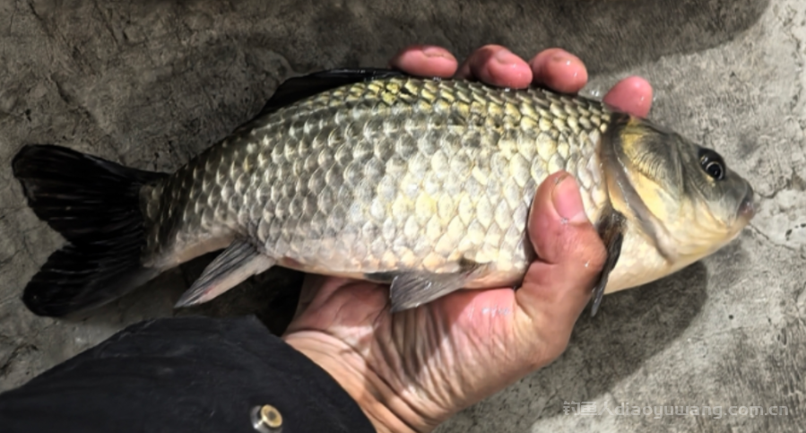 春天钓鱼选什么天气?选什么样的浅滩? n 春天钓鱼选什么天气?选什么样的浅滩? n