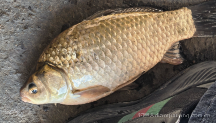 初春大升温天到底该怎么钓?3个应对方法! n 初春大升温天到底该怎么钓?3个应对方法! n