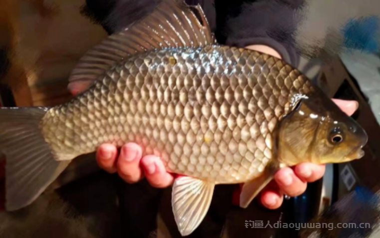 春季钓鲫鱼只要你抓牢这3个小时,渔获绝对比你守一天要强的多 n 春季钓鲫鱼只要你抓牢这3个小时,渔获绝对比你守一天要强的多 n
