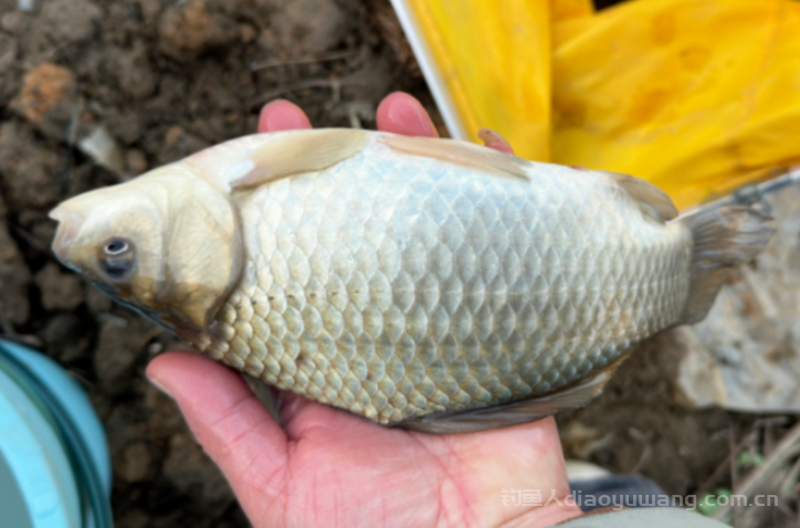 为什么早春钓鱼是十钓九空呢? n 为什么早春钓鱼是十钓九空呢? n