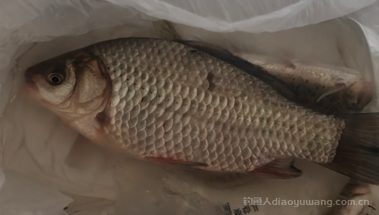 开春后夜钓钓深还是钓浅?钓鱼硬知识! n 开春后夜钓钓深还是钓浅?钓鱼硬知识! n