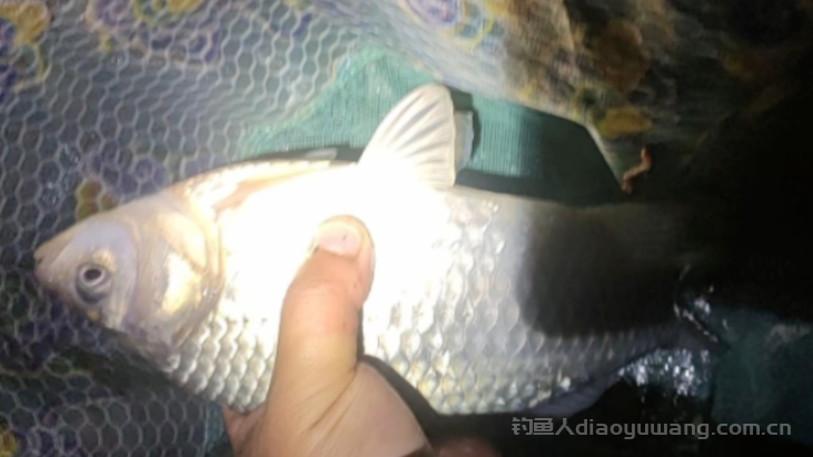 同一条河里钓鱼为何你钓不过隔壁?记住这4点诀窍 n 同一条河里钓鱼为何你钓不过隔壁?记住这4点诀窍 n