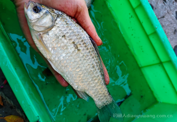 鱼口轻是钓灵还是钓钝呢?n 鱼口轻是钓灵还是钓钝呢?n