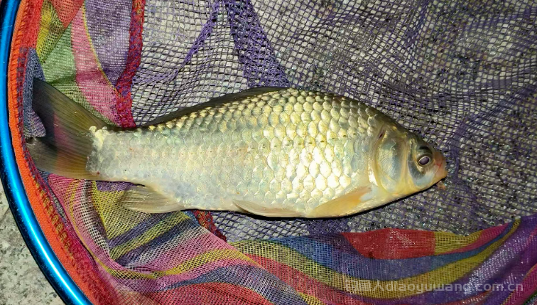 春钓滩要注意的3个细节！ n