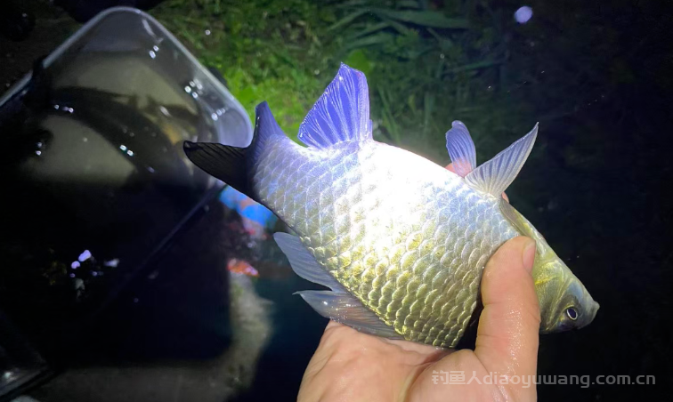 惊蛰钓鱼过后是钓深好还是钓浅好？ n