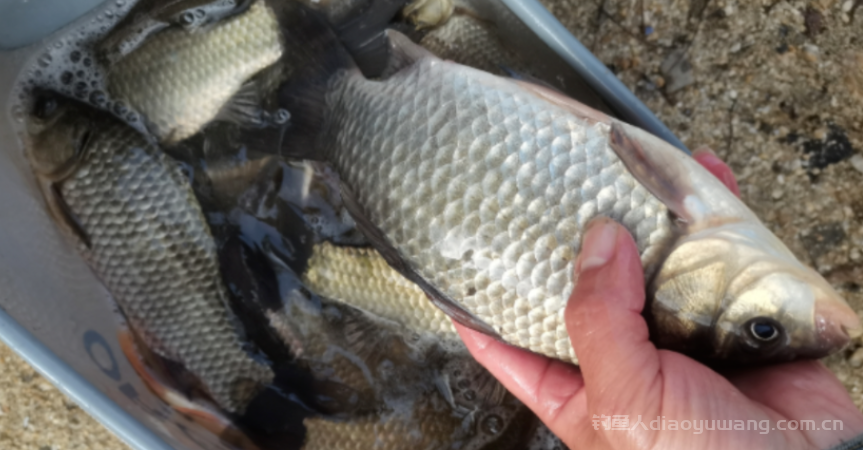 春天鱼的食性会有哪些变化?  n