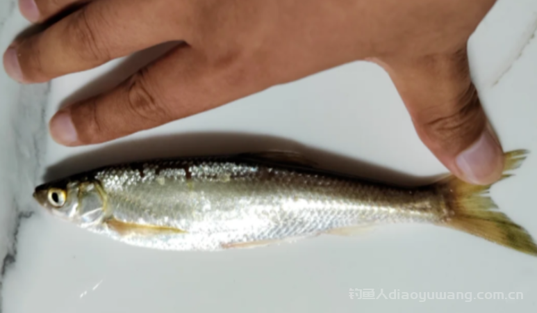 长江禁渔5年，白条鱼反而变少了？继续禁渔会不会被吃光？ n