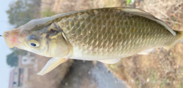 钓鱼线越细越好吗?  