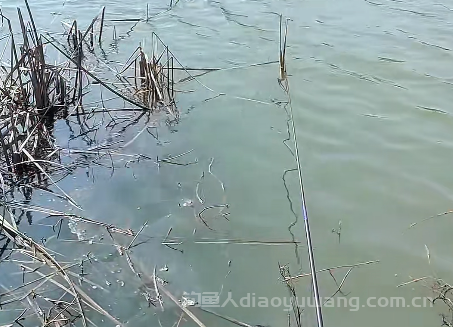 春季野钓别乱找位！懂浅滩规律，三四月连杆大板鲫根本不难 ！